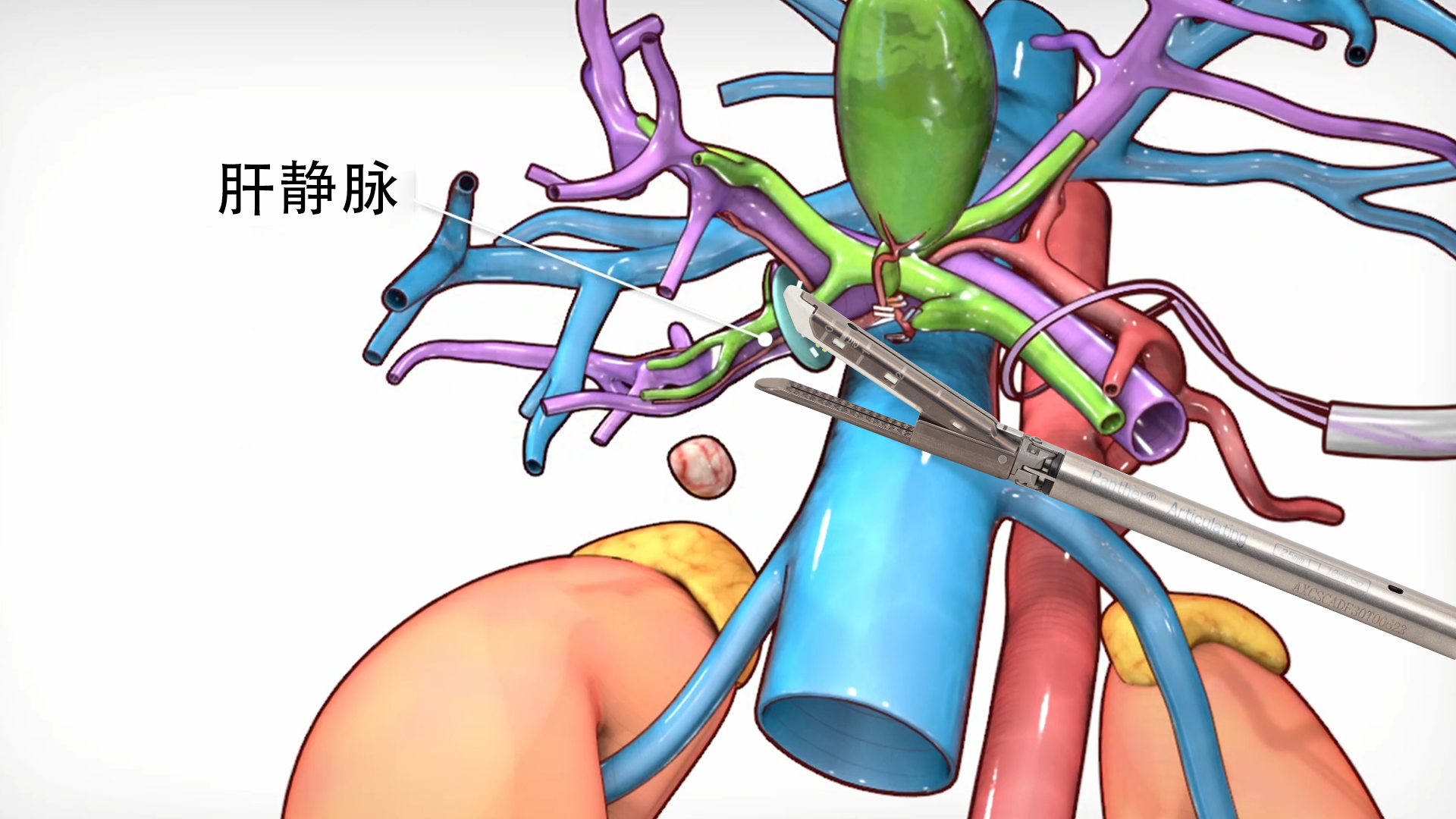 liver-1.png liver-1.png